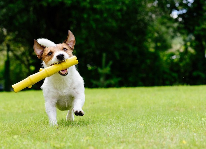 筒状のものをくわえて走る犬