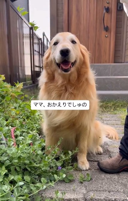 ママにおかえりとあいさつするハルちゃん
