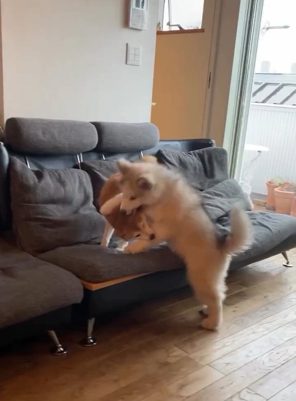 反撃するララちゃん