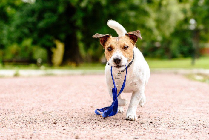 犬がひとりで歩いている