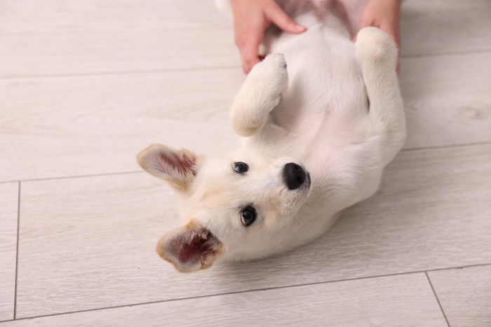 床に寝転がる犬