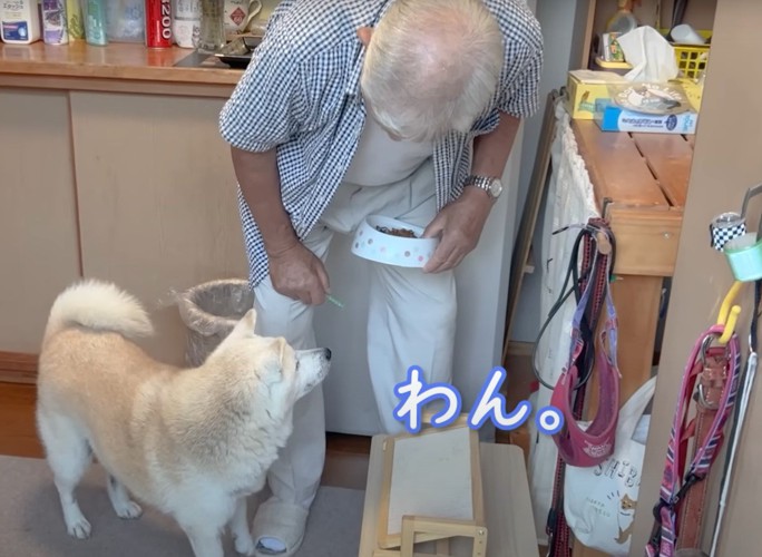 わん。という犬