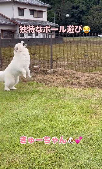 飛んでくるボールを