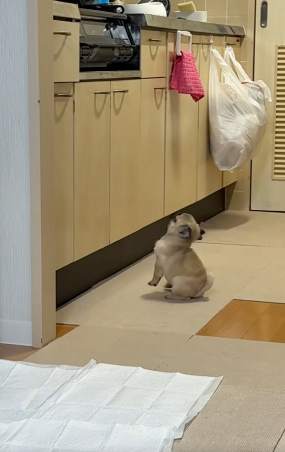 バランスを崩すゴンちゃん