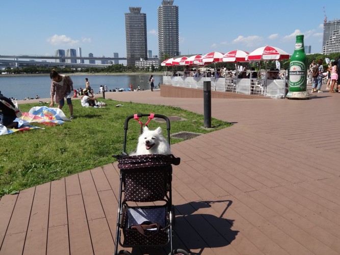 マリンショップと犬