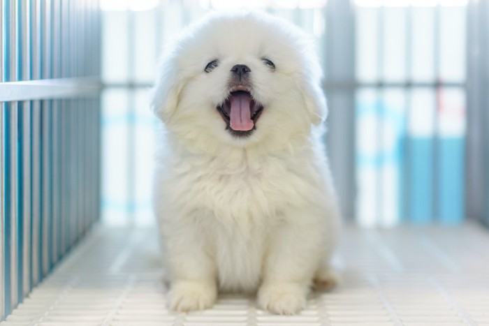 ケージの中で座って口を開ける白い犬