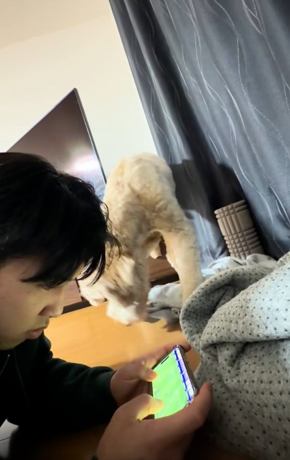 タオルをくわえるはうるくん