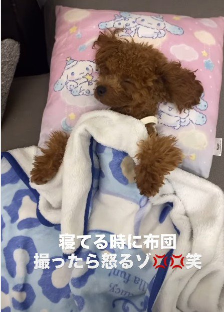 布団が大好きなわんこ
