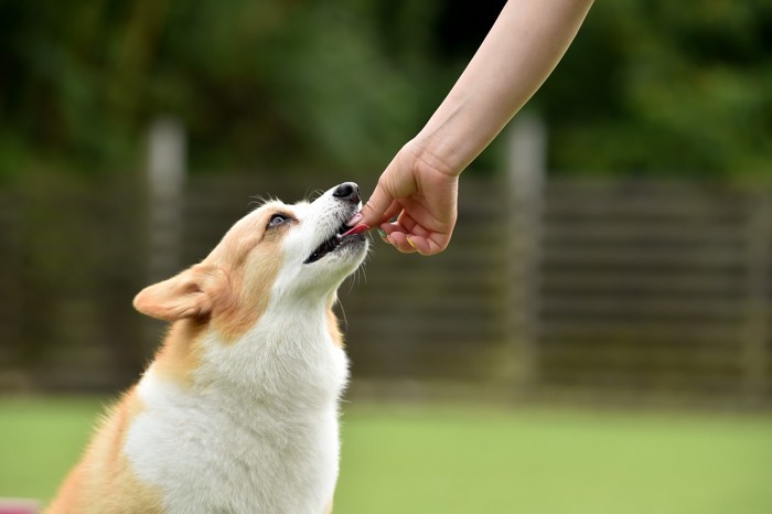 屋外で飼い主の手からおやつをもらっている犬