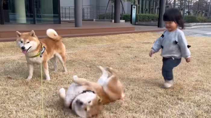 わらびちゃんに近づくひよりちゃん