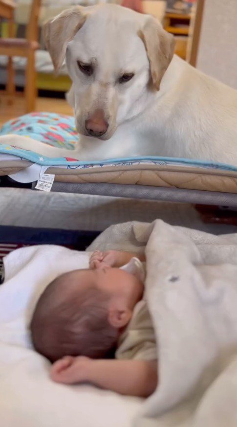 赤ちゃんの隣に座って、眠っている赤ちゃんを観察する犬