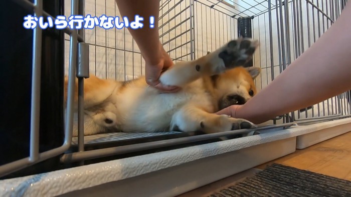 おにぎりくんの散歩拒否2