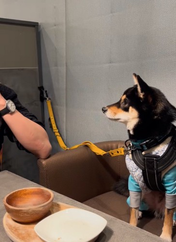 隣で見つめる柴犬