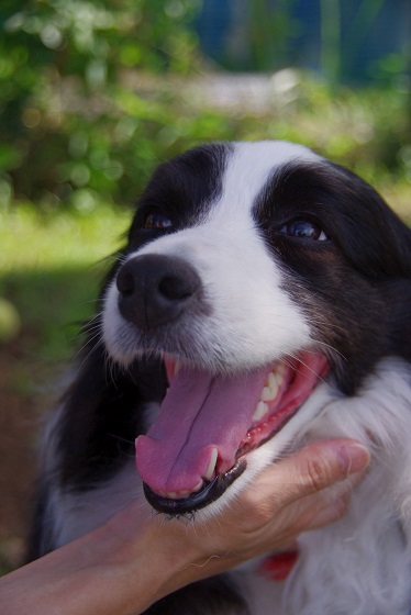 笑顔の犬