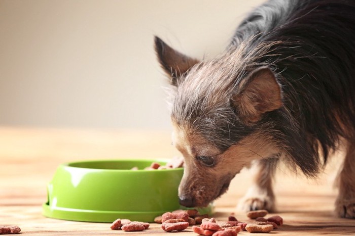 緑色のお皿、こぼれたフード、食べようとする犬