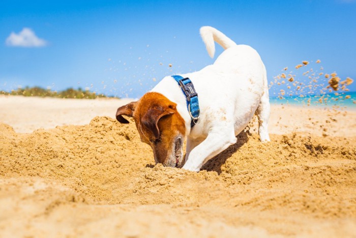 砂浜を掘る犬