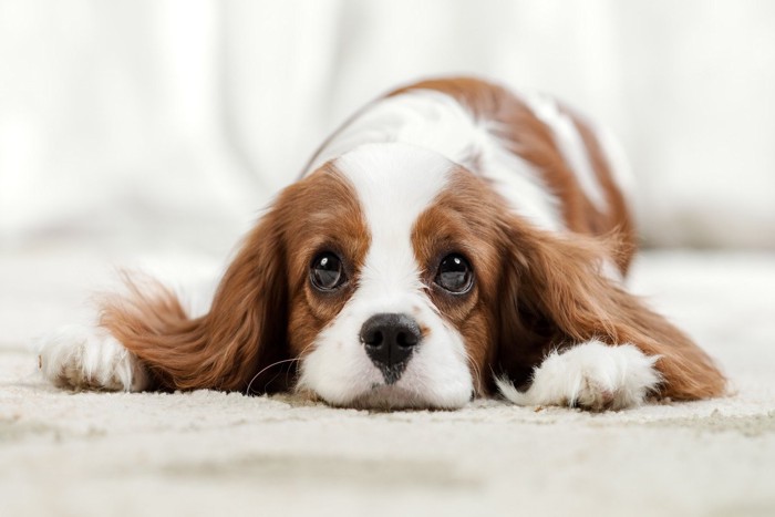 床に伏せている犬