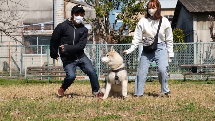 パパの方を見る犬