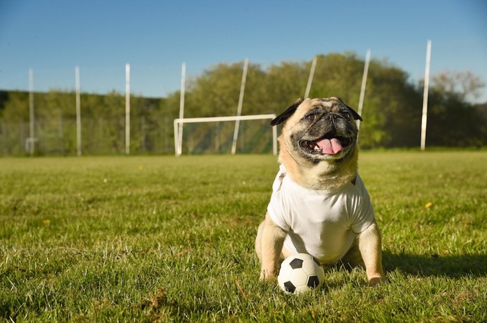 サッカーボールと座るパグ