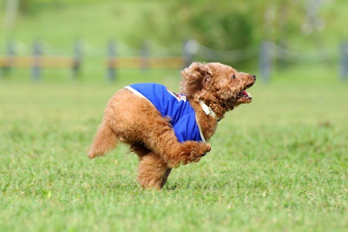 元気に走る犬