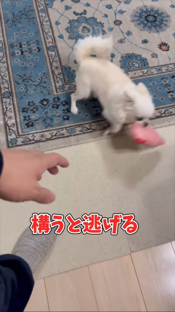 猛ダッシュで逃げていくチワワ
