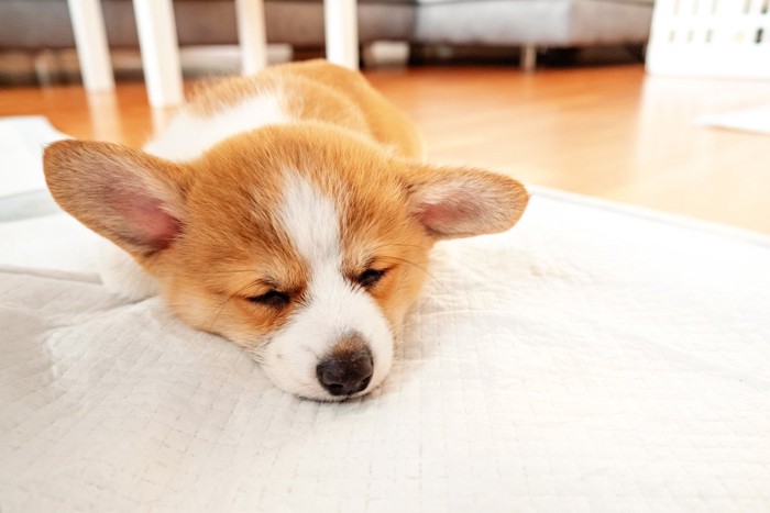 トイレシートの上で眠ってしまった子犬