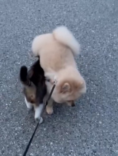 重なる猫と犬