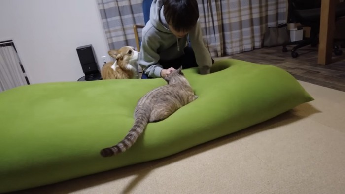 猫を撫でる青年を左から見ているコーギー