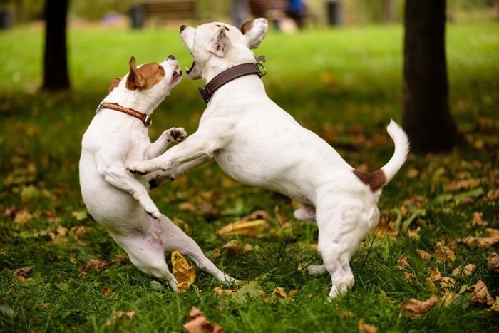 取っ組み合う二匹の白い犬