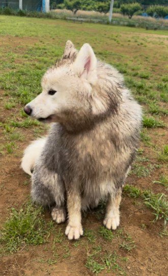 泥だらけの犬2