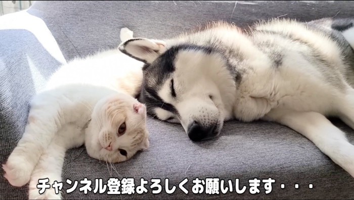 ソファの上で眠るハスキー犬と猫