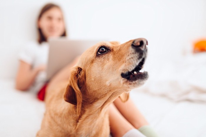 自由な犬と人