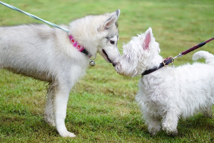 ウエスティのにおいを嗅ぐシベリアン・ハスキーの子犬