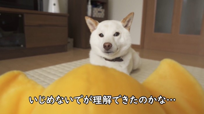全然遊ぼうとしません!