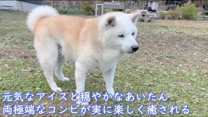 庭に出た柴犬