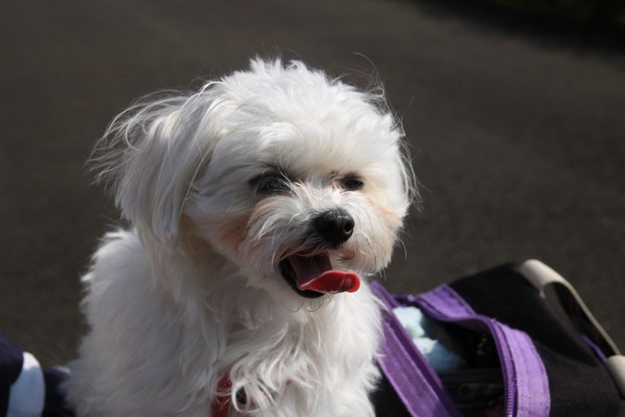 呼吸が荒い犬