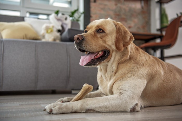 骨のおやつを手に持つ犬