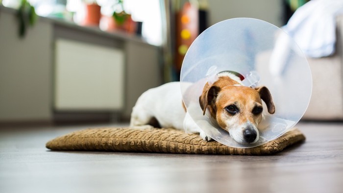 カラーを付ける犬