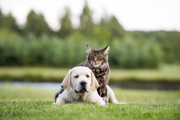 犬の上に乗っている猫