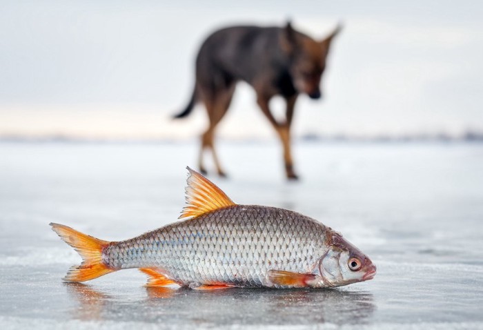 淡水魚と遠くに見える犬