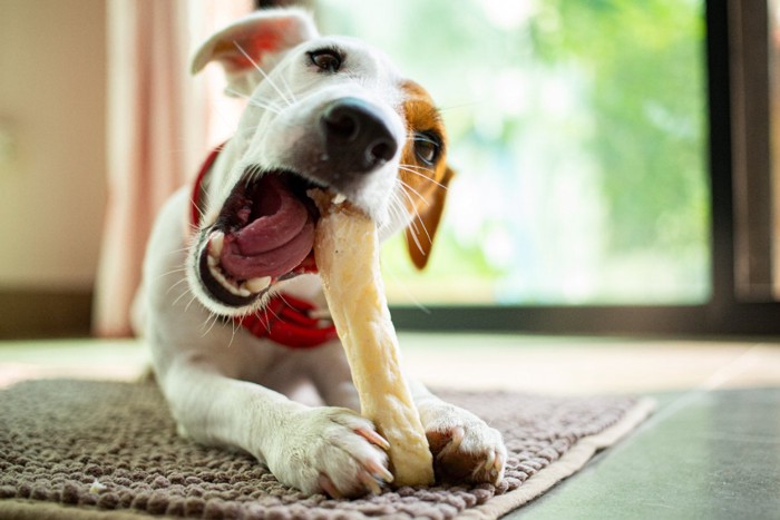 大きな口でガムを噛じる犬