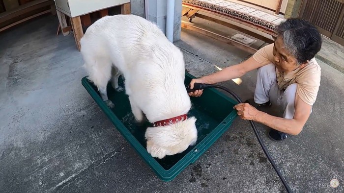 メイちゃんの水遊び5