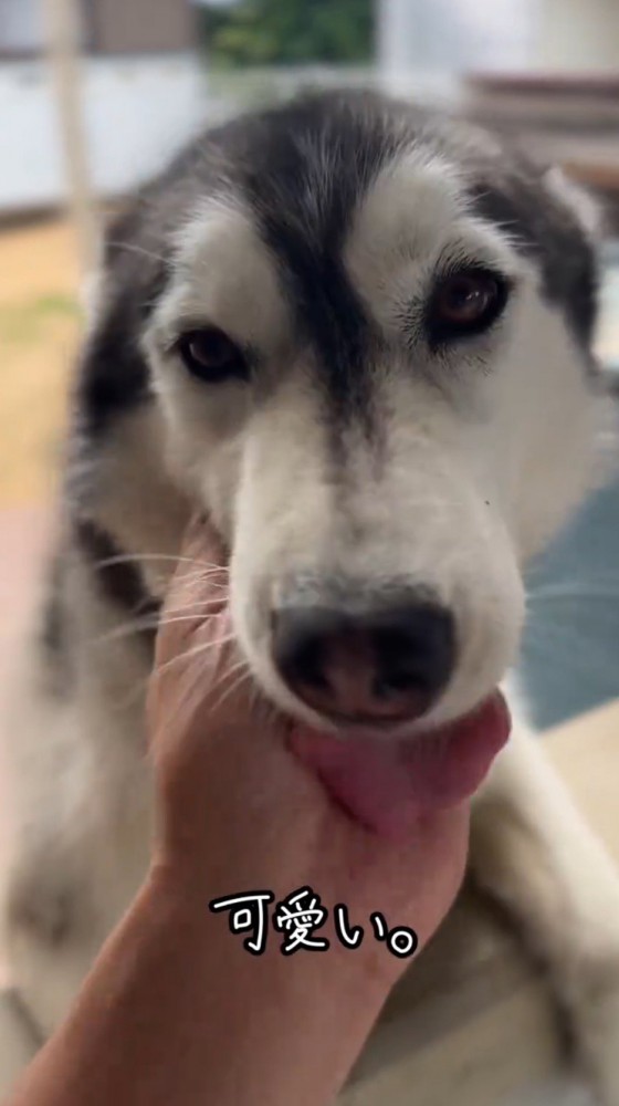 飼い主の手を舐める黒い犬