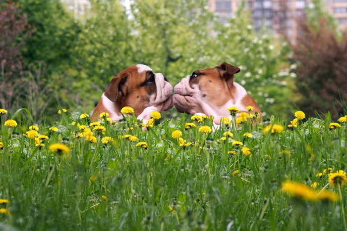 キスする犬