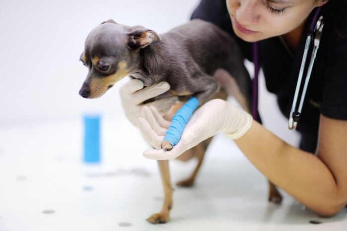 獣医師に手当てをされている怪我をした犬