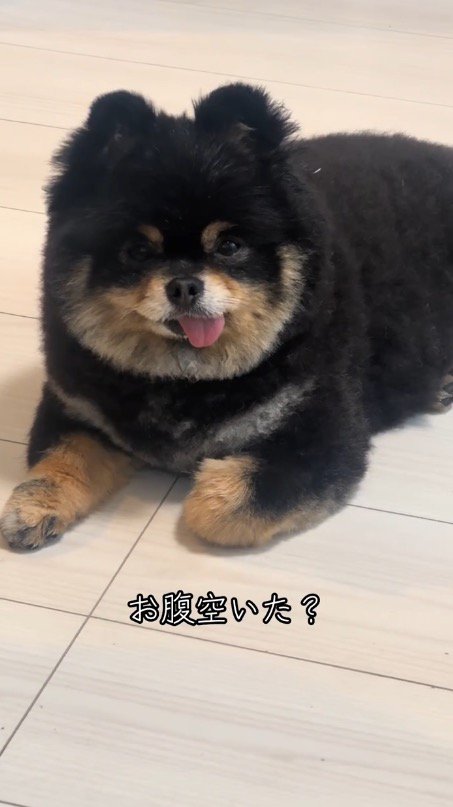 犬に再び「お腹空いた？」と話しかける飼い主