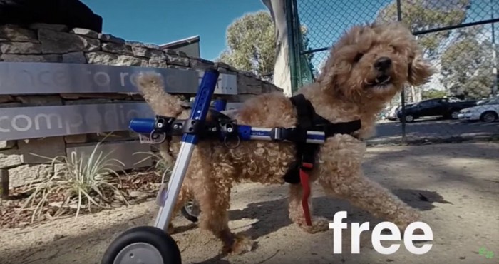 車椅子をつけた犬