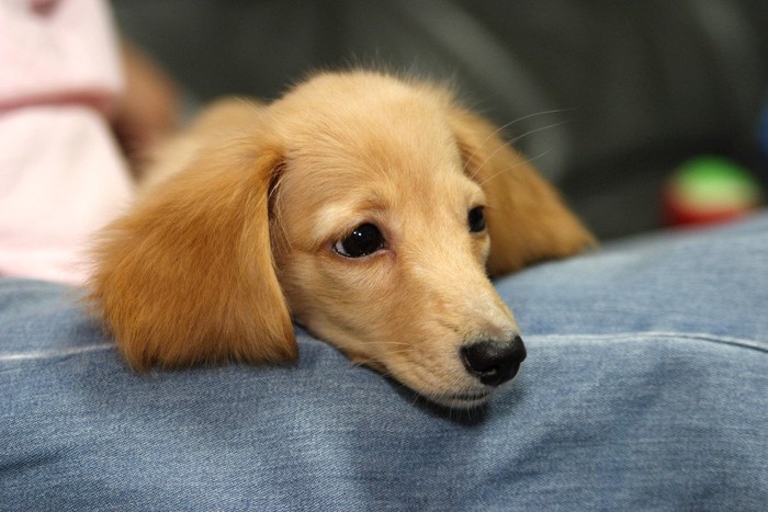 膝に顎を乗せるミニチュア・ダックスフンドの子犬