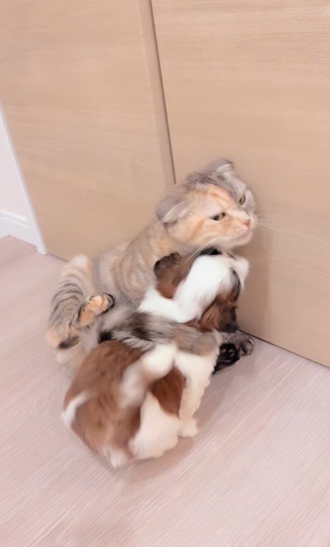 赤ちゃん犬と猫のふれあい9