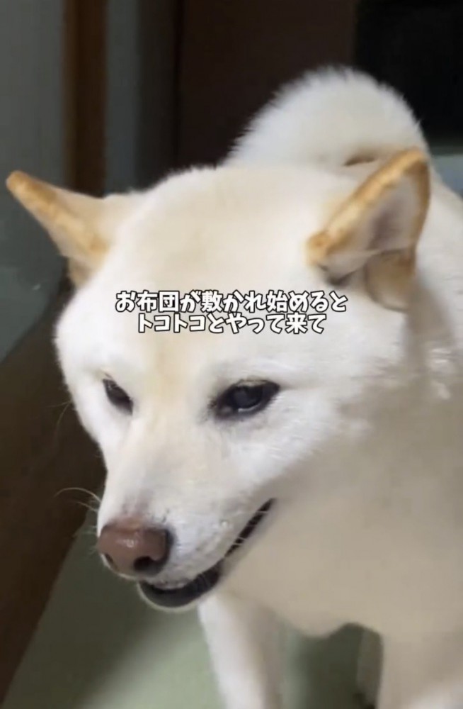 歩いてくる犬